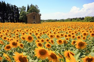 Provence Sunflowers
